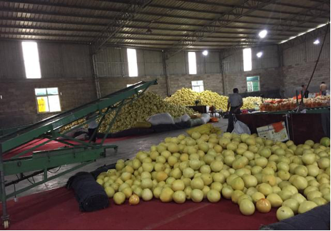 通過電商平臺(tái)賣柚子不僅銷售量大,價(jià)格還高